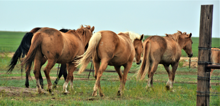 horses